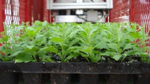 Back to Basics: Better Branching in Bedding Crops