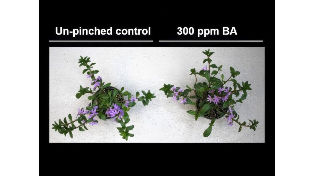 Applying a foliar spray of 300 ppm benzyladenine (BA) to scaevola cuttings one week after liners are transplanted into 4-inch containers enhances branching without delaying flowering.