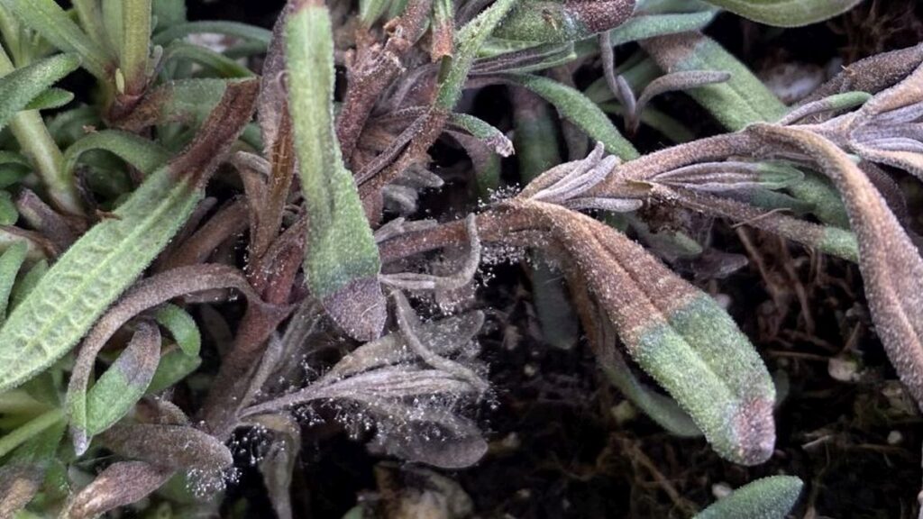 Botrytis on Rosemary during early winter perennials overwintering.