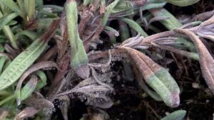 How to Prepare Perennials for Winter Success