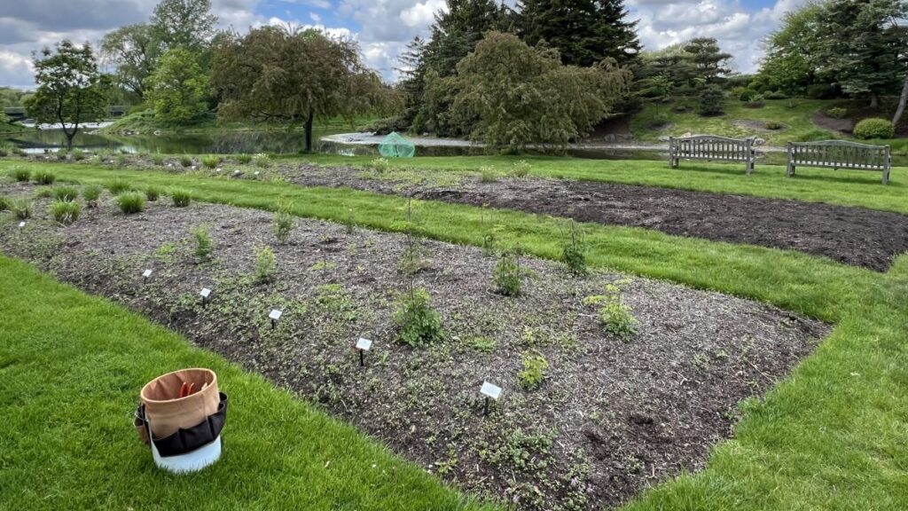 Breeding beds at the Chicago Botanic Garden, where selections are evaluated for ornamental and ecological traits.