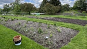 How Chicago Botanic Garden Approaches Perennial Breeding