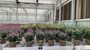 How Longwood Gardens Has Shifted to Fiber Pots