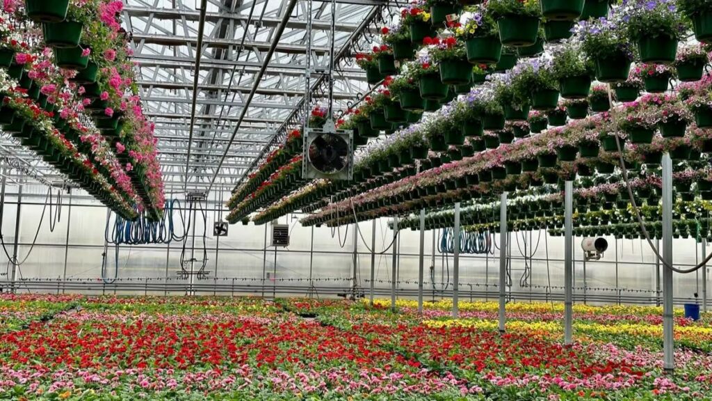 An AME fan with speed control in operation within a greenhouse, downy and powdery mildew.