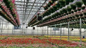 The Hidden Role of Greenhouse Fans in Downy and Powdery Mildew Outbreaks