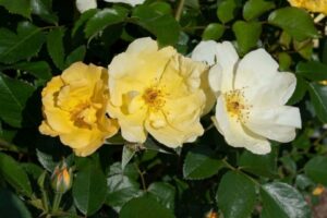 Easy Bee-zy Knock Out