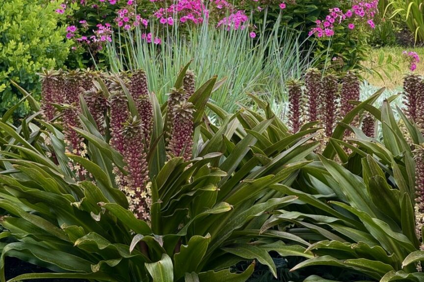 2026 Michigan Garden Plant Tour: Walters Gardens