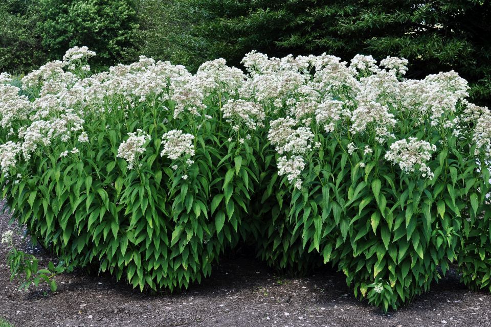 Eutrochium maculatum ‘Summer Snow’ reaches about 5 feet tall and produces white flowers from mid- to late summer.