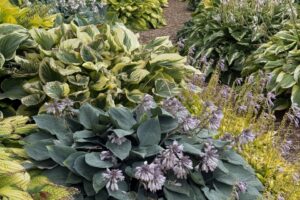 2026 Michigan Garden Plant Tour: Walters Gardens