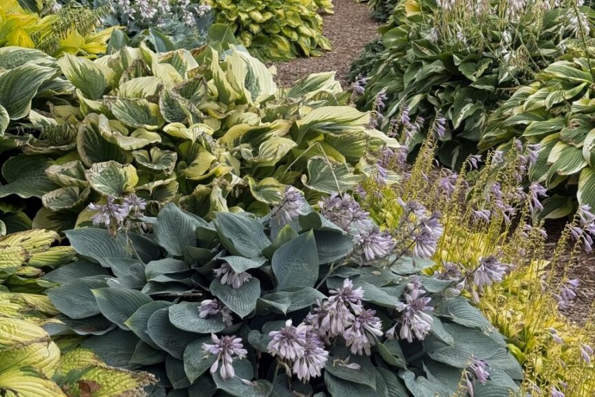 2026 Michigan Garden Plant Tour: Walters Gardens