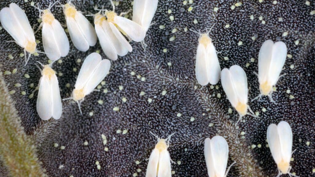 Greenhouse whiteflies.