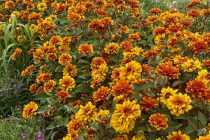 2026 Michigan Garden Plant Tour: Walters Gardens