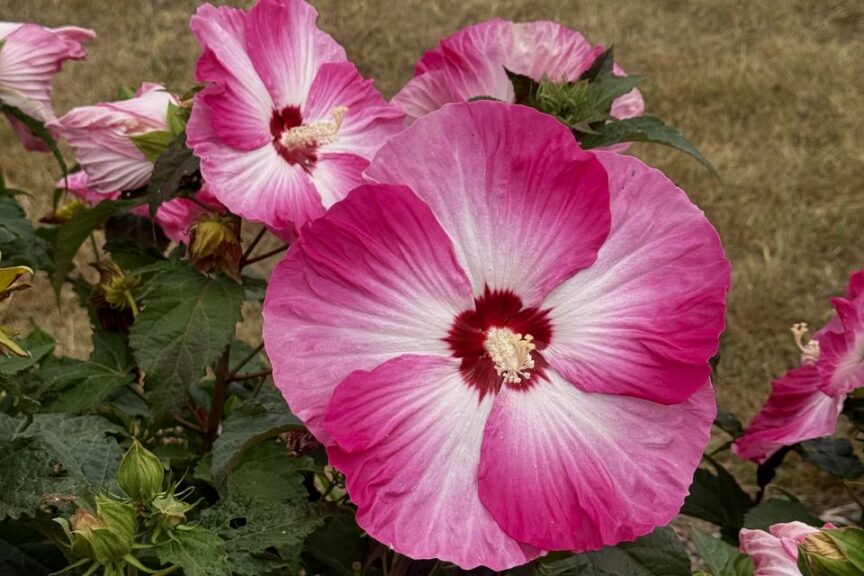 2026 Michigan Garden Plant Tour: Walters Gardens