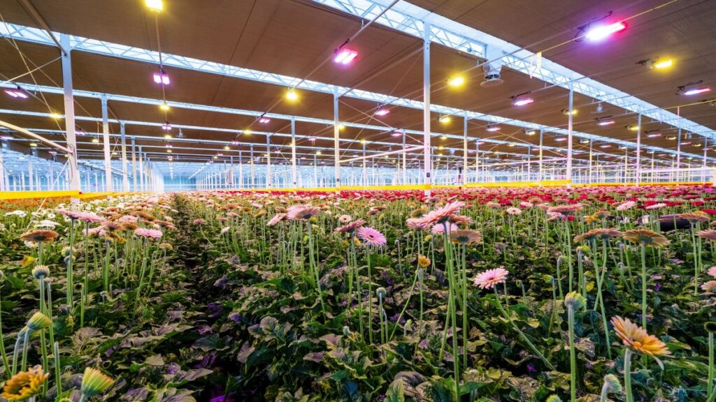 Hollandia Greenhouses in British Columbia uses two-channel LED lighting to adjust light levels in response to natural sunlight while also using spectral control to influence crop response.