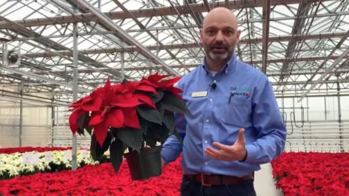 How to Help Late-Season Poinsettias Get More Height