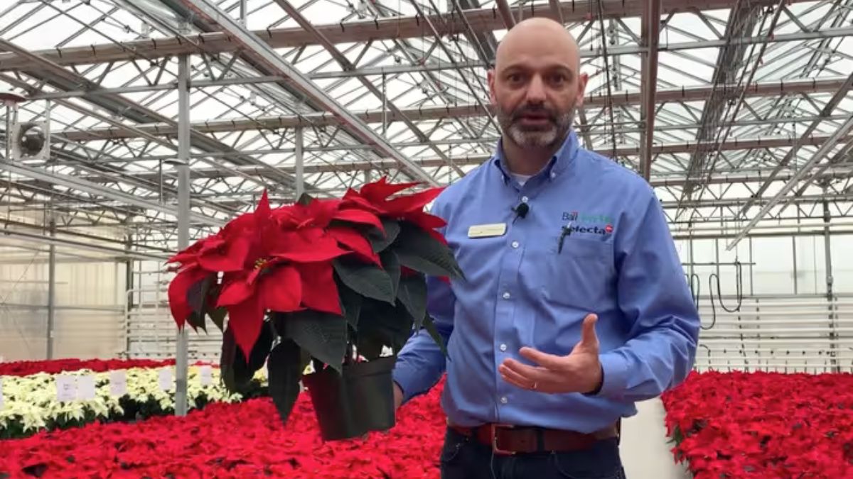 Poinsettias in a greenhouse with a Ball Seed Technical Services member.