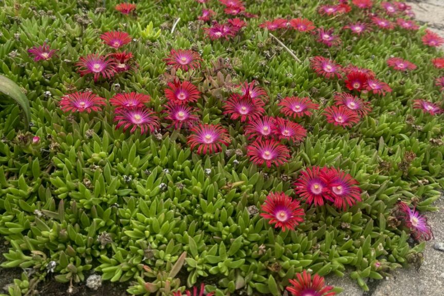 2026 Michigan Garden Plant Tour: Walters Gardens
