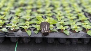What Successful Growers Need from Their Growing Media Partner