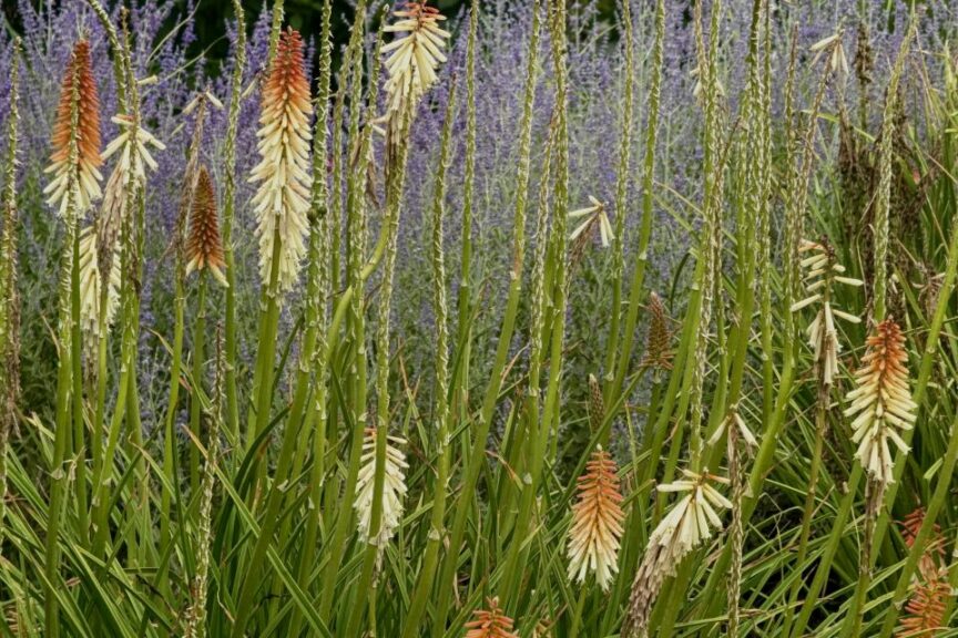 2026 Michigan Garden Plant Tour: Walters Gardens