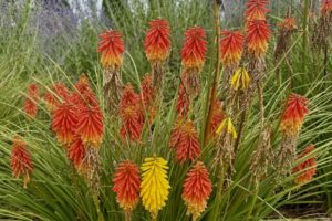 2026 Michigan Garden Plant Tour: Walters Gardens