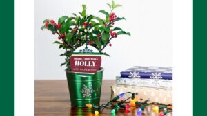 Midwest Groundcovers Explore Holiday Program and Holly Genetics Partnerships