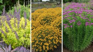 Native Perennial Introductions Built for Better Performance