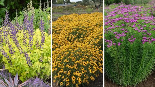 Native Perennial Introductions Built for Better Performance