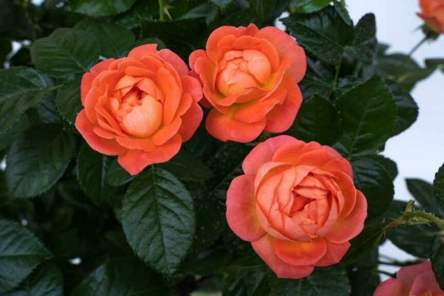 Orange Glow Knock Out