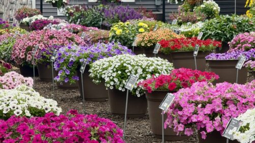 A Look Inside DGI Propagators’ Color-Packed Trial Gardens