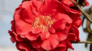 Plant Development Services Debuts Early Surprise Camellia