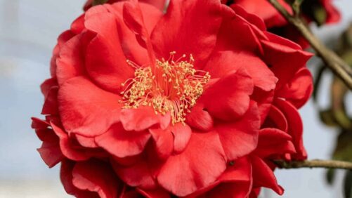 Plant Development Services Debuts Early Surprise Camellia