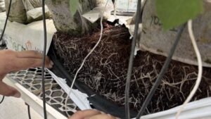 Washed, Low-EC, or Buffered? How to Specify Coco Substrate for Your Crop