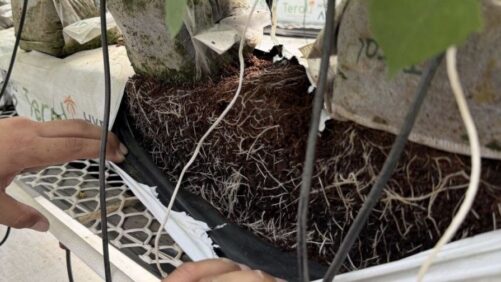 Washed, Low-EC, or Buffered? How to Specify Coco Substrate for Your Crop