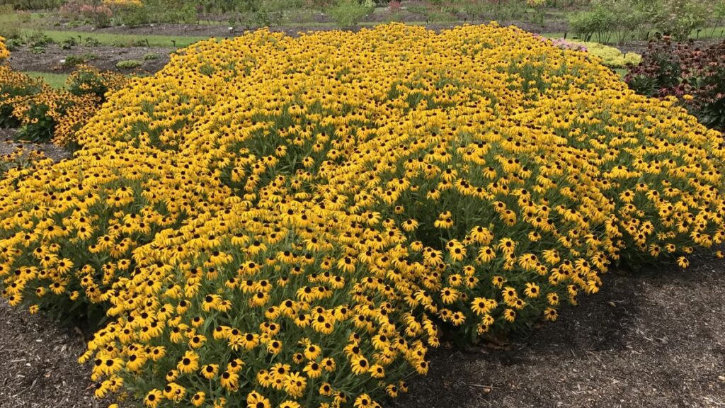 Rudbeckia ‘American Gold Rush’