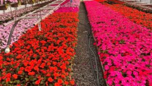 How AI is Changing the Way We Plan Greenhouse Production