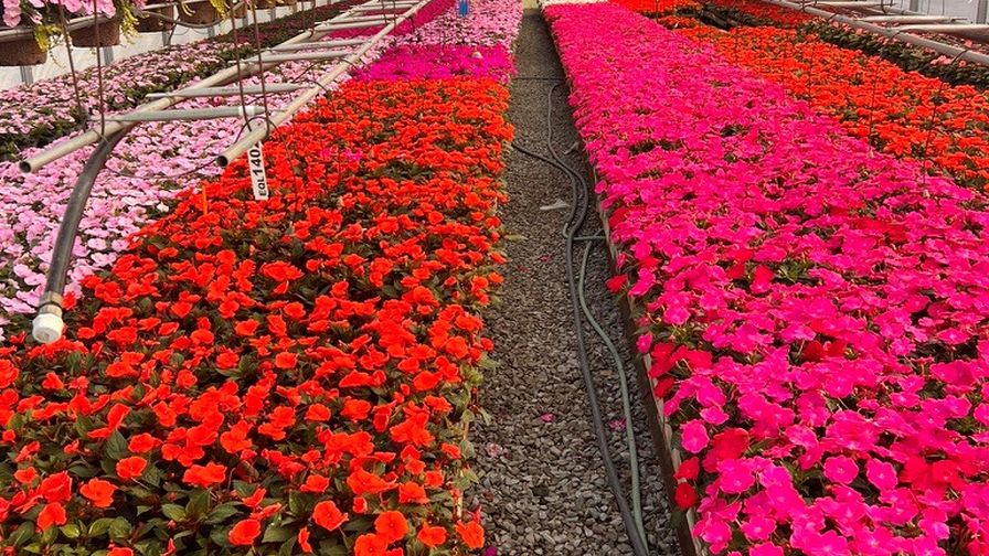 Schlegel Greenhouses Benches of impatiens in orange and hot pink, with hanging baskets overhead