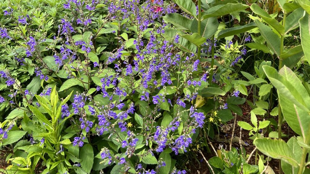 Scutellaria ‘Bumblebee Blues’