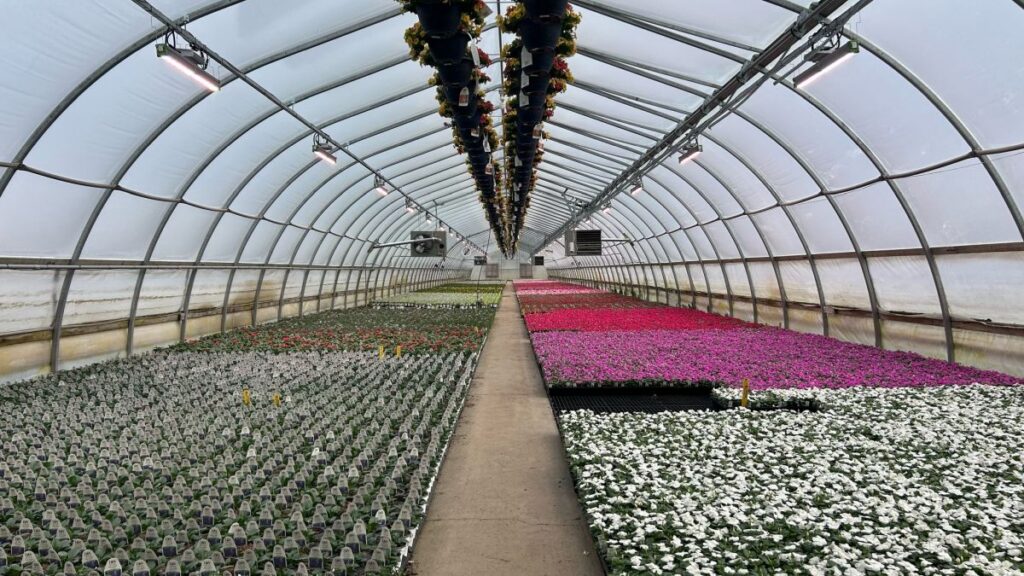Supplemental LED lighting over young ornamental crops illustrates the range of applications growers are weighing as they balance light quantity, energy use, and crop needs.