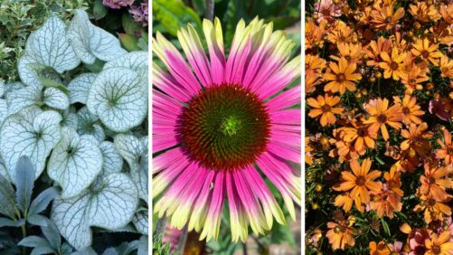 Terra Nova Companion Plants for 2027 Paint Colors of the Year
