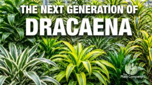 The Plant Company Acquires Extensive Dracaena Collection from Dragontree