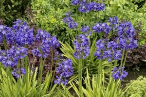2026 Michigan Garden Plant Tour: Walters Gardens
