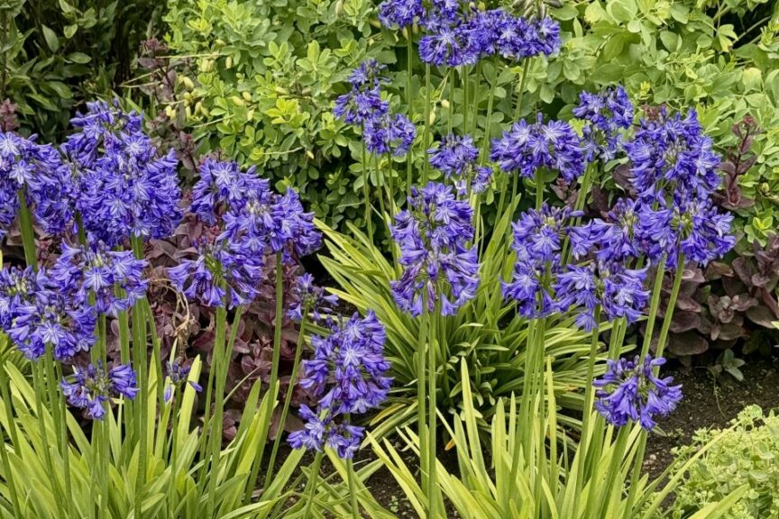 2026 Michigan Garden Plant Tour: Walters Gardens