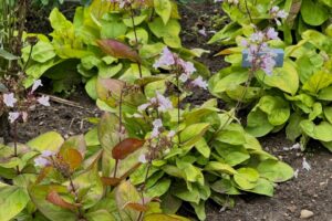 2026 Michigan Garden Plant Tour: Walters Gardens
