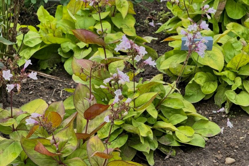 2026 Michigan Garden Plant Tour: Walters Gardens