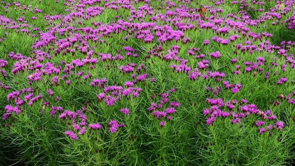 Vernonia ‘Summer’s End’