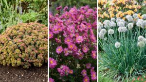 Video Spotlight: 8 Gardeners Compete to Create the Best Fall Container