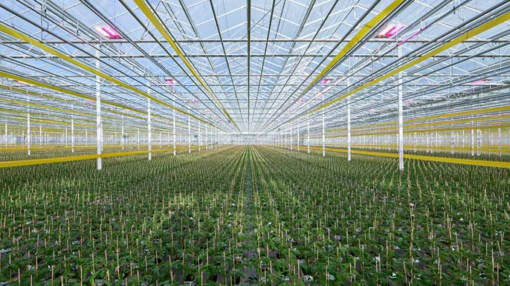 Vreugdenhil-Klugt in the Netherlands uses LED top lighting in young plant propagation for ornamentals and vegetables, with controls that allow the operation to adjust intensity and spectral output.
