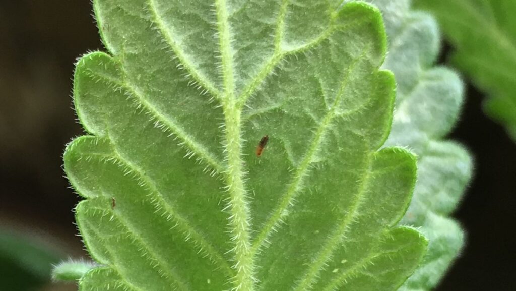 Western flower thrips is a common pest species and can be difficult to spot during routine scouting. The adult on the underside of this verbena leaf shows the characteristic tiny, slender body of a thrips and provides a sense of its small size.