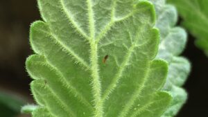 How to Manage Thrips in Field-Grown Specialty Cut Flowers