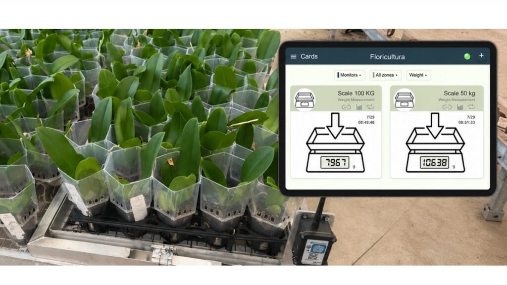 Wireless crop-weight monitoring helps Floricultura evaluate irrigation and water loss.